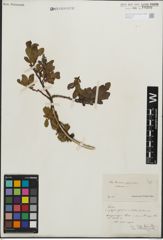 Foto von Salix kitaibeliana Willd. x Salix phylicifolia L.